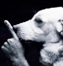 a black and white photo of a dog giving the middle finger