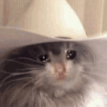 a cat wearing a cowboy hat is crying and looking at the camera .