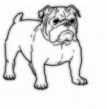 a black and white drawing of a bulldog standing on a white surface .