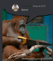 a monkey is cutting a piece of wood and a speech bubble says femreal today at 1:29 burro