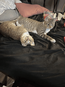 two cats are laying on a bed with a pink pillow in the background