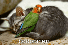 a picture of a cat and a bird with the text goodnight