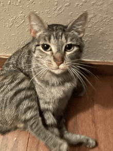 a gray cat is laying on a wooden floor and looking at the camera