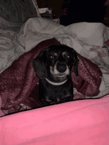 a small black dog is wrapped in a pink blanket on a bed