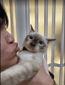 a person is holding a cat in their arms and the cat looks at the camera