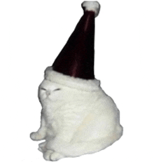 a white cat wearing a party hat is sitting down .