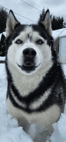 a husky dog is standing in the snow looking at the camera