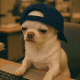 a small dog wearing a blue hat is sitting at a laptop