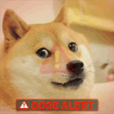 a close up of a doge with a doge alert sign