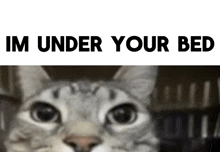 a cat is looking at the camera with the words im under your bed below it