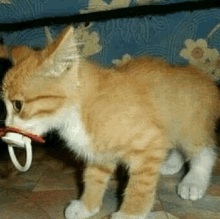 a kitten is holding a pacifier in its mouth .