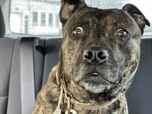 a dog sitting in the back seat of a car