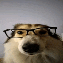 a close up of a dog wearing glasses