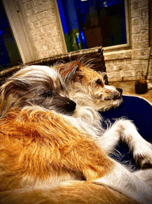 two dogs are laying next to each other on a blue pillow