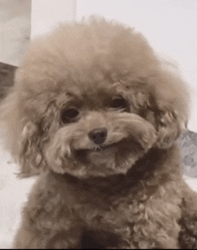 a small brown poodle is looking at the camera with a smile on its face .