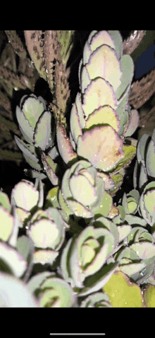 a close up of a plant with a lot of leaves and thorns