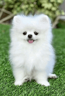 a small white pomeranian dog is sitting on the grass with its tongue out .