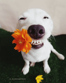 a white dog is holding a flower in its mouth with the ig name eurosaurus visible