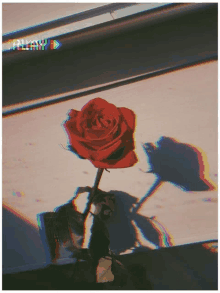 a picture of a red rose with a glitch effect that says friday on it