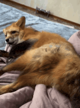 a fox laying on its back on a bed with a pink blanket