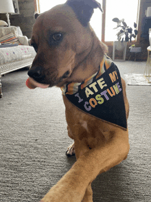 a dog wears a bandana that says i ate my costume