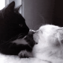 a black cat and a white cat are looking at each other .