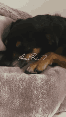 a dog laying on a blanket with amore written on the blanket