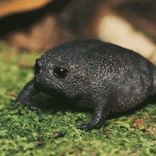 a small black frog is sitting on top of a green carpet .