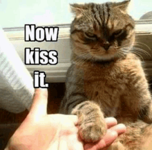 a cat is being held in a person 's hand with the words now kiss it written above it .