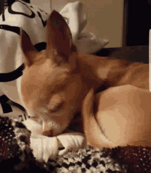 a small brown dog is sleeping on a bed with a pillow that says ' i love you ' on it