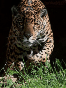 a close up of a leopard 's face looking at the camera