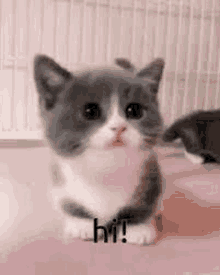 a small gray and white kitten is sitting on a pink surface and saying hi .