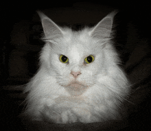 a white fluffy cat with yellow eyes looks at the camera