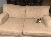 a cat is sitting on a couch with a broken cushion .