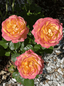 a close up of three pink and yellow flowers