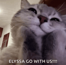 a cat with the words elyssa go with us written on it