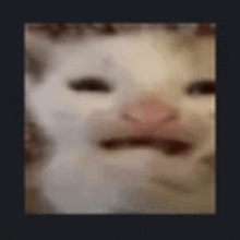a blurry picture of a white cat with a pink nose and mouth .