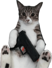 a cat is sitting on the floor holding a gun .