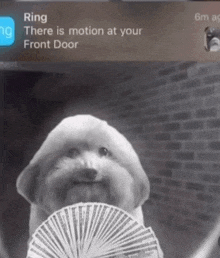 a dog is holding a fan in front of a screen that says ring there is motion at your front door on it