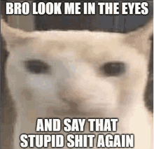 a picture of a cat with a caption that says bro look me in the eyes and say that stupid shit again