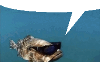 a fish wearing sunglasses is swimming in the water