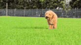 a small brown dog standing in a field of green grass