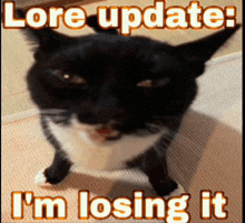 a black and white cat with the words lore update i 'm losing it on it