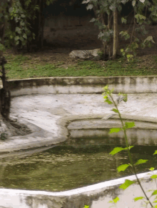 a tiger laying in the grass next to a pond