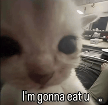a cat says " i 'm gonna eat u " in a blurry photo