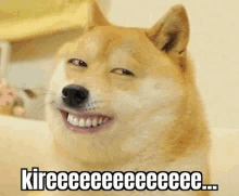 Kire Doge Kire Meme