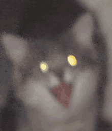 a close up of a cat 's face behind a glass door with its eyes glowing .