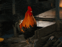 a rooster standing in a dark room with its wings spread
