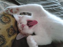 a white cat is laying on its back with its tongue hanging out