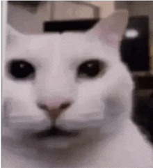 a close up of a white cat 's face with black eyes looking at the camera .